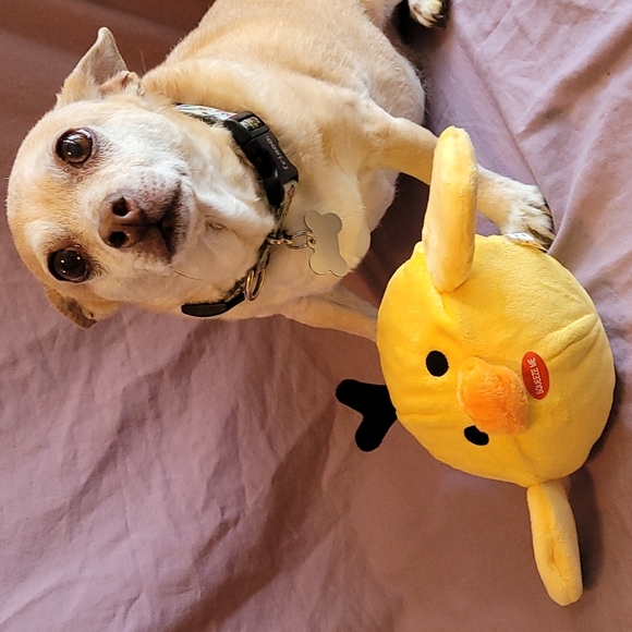 Dog toy: Chick with bonus toy inside - Picture 1 of 8